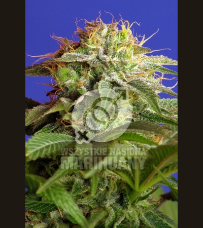 SWEET SEEDS - Green Poison