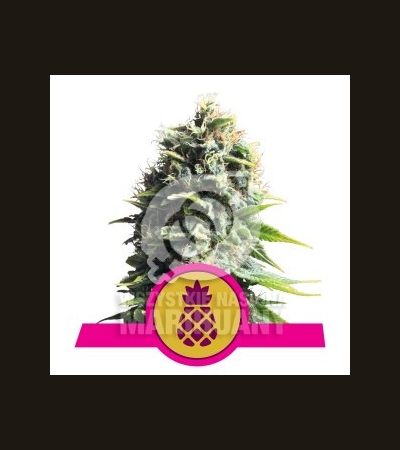 ROYAL QUEEN SEEDS - Pineapple Kush