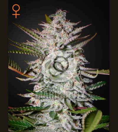 GREEN HOUSE SEEDS - Holy Punch