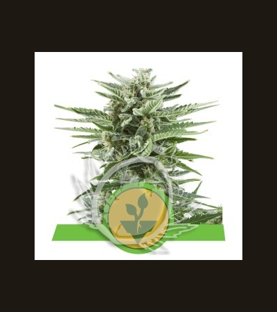 ROYAL QUEEN SEEDS - Easy Bud Auto